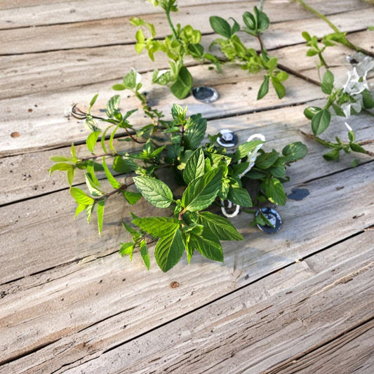 Organic Peppermint Rooted Cuttings Set of 5 | Live Mint Plants Bare Root | Fresh Herb Starter | Easy to Grow | Container Friendly