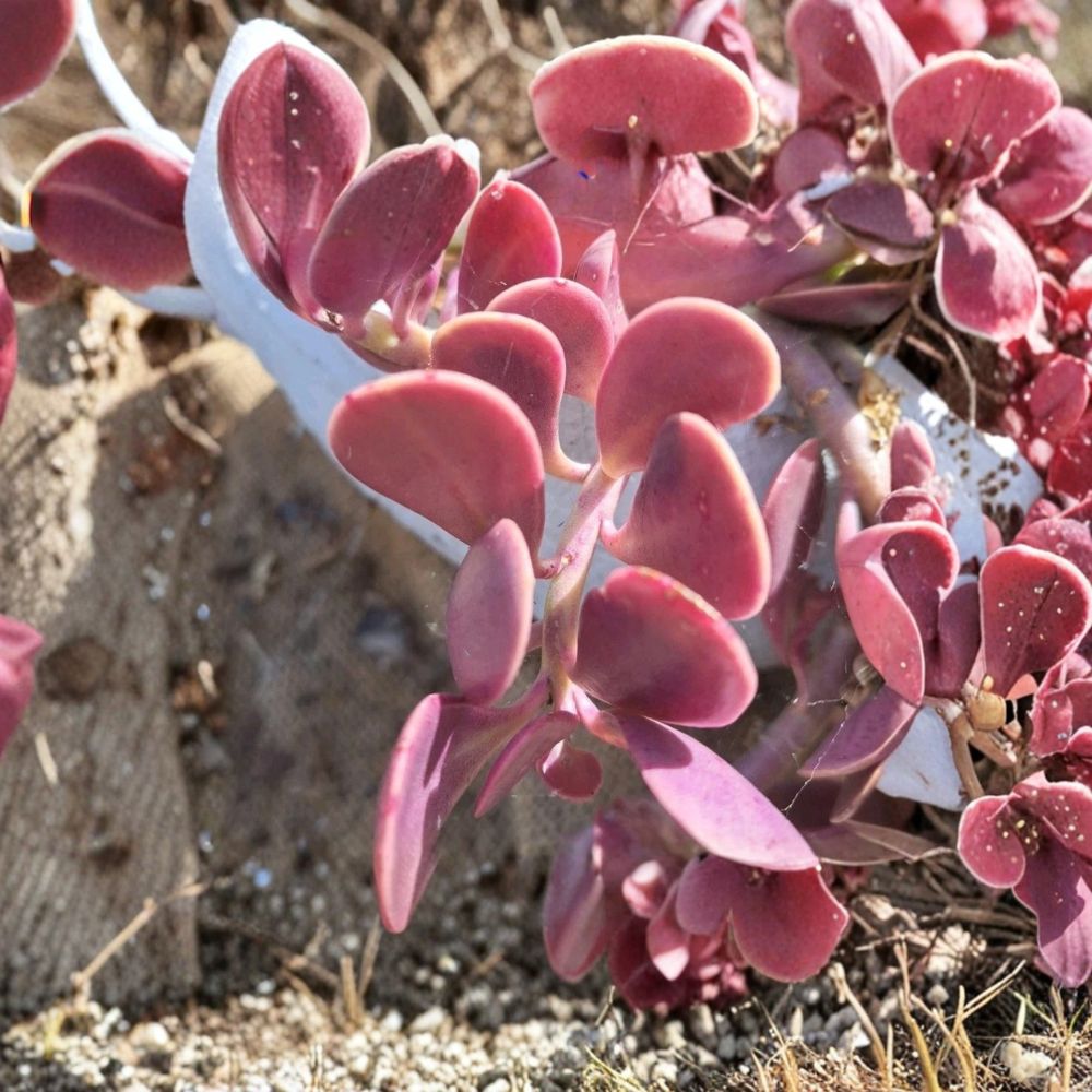 Trailing Jade Succulent Cuttings Set of 3 | Senecio Jacobsenii | Purple Green Trailing Plant | Easy Care Succulent | No Pot