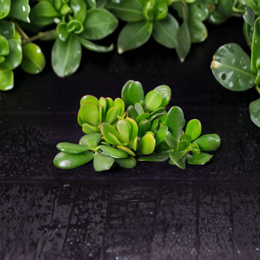 Jade Plant Cuttings – Crassula ovata Live Unrooted | Set of 8 | 3–5 Inch Succulent Cuttings | Easy to Grow | Indoor Plant