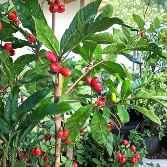 Miracle Fruit – Synsepalum dulcificum Live Tropical Plant | 2–3 Feet Tall | Ships in 3 Gallon Pot  Taste-Altering Berry | Rare Exotic Plant | Container Friendly