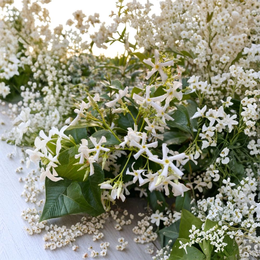 Star Jasmine Cuttings – 7 Fresh Trachelospermum jasminoides | Fragrant Climbing Vine | Evergreen Flowering Plant | Easy Propagation