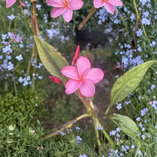 Plumeria Cuttings Mix – Pink, Yellow, White & Candy Stripe | Tropical Frangipani Variety Pack | Fresh Flower Tree Starters