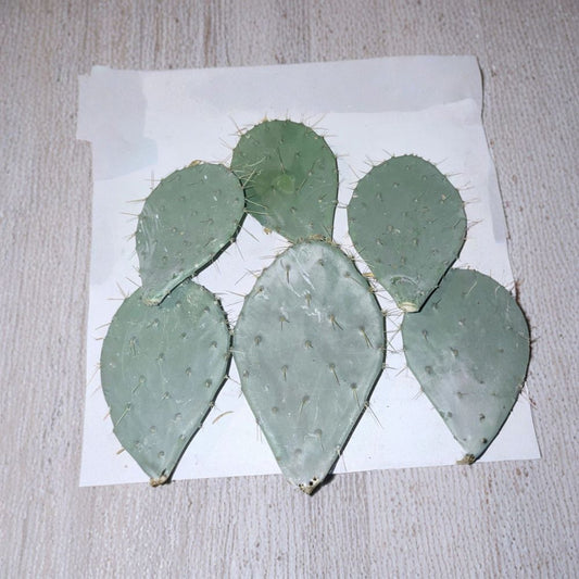 Prickly Pear Cactus – Edible Opuntia Live Pads | Spined or Spineless | Texas Grown  Drought Tolerant Plant | Landscaping & Homestead Use | Easy to Grow
