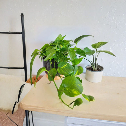Hawaiian Pothos Cuttings – Epipremnum aureum Live Cuttings | Set of 3 | Unrooted Vine Cuttings | Indoor Houseplant | Easy to Grow