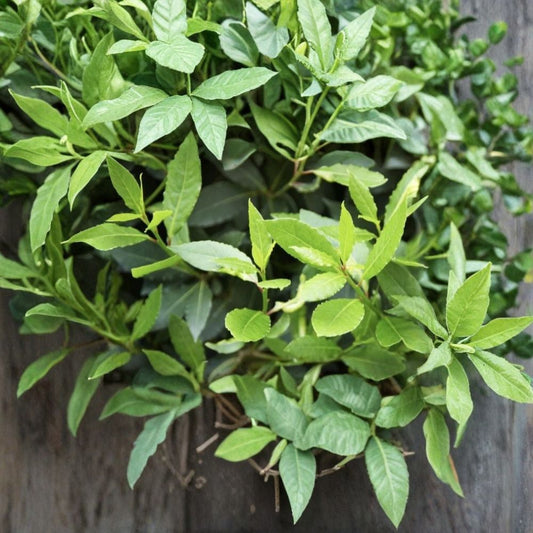 Bay Laurel Cuttings – 10 Pack Laurus nobilis | Culinary Bay Leaf Plant | Aromatic Herb Tree for Propagation