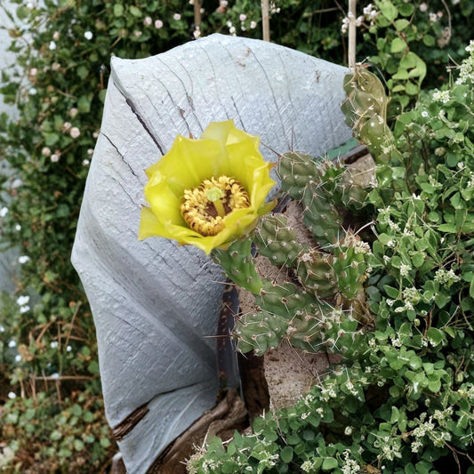 Grusonia bulbispina Cactus Cuttings – Rare Durango Prickly Pear | 4 Live Unrooted Pads | Mat Forming Cactus | Succulent Collector Plant
