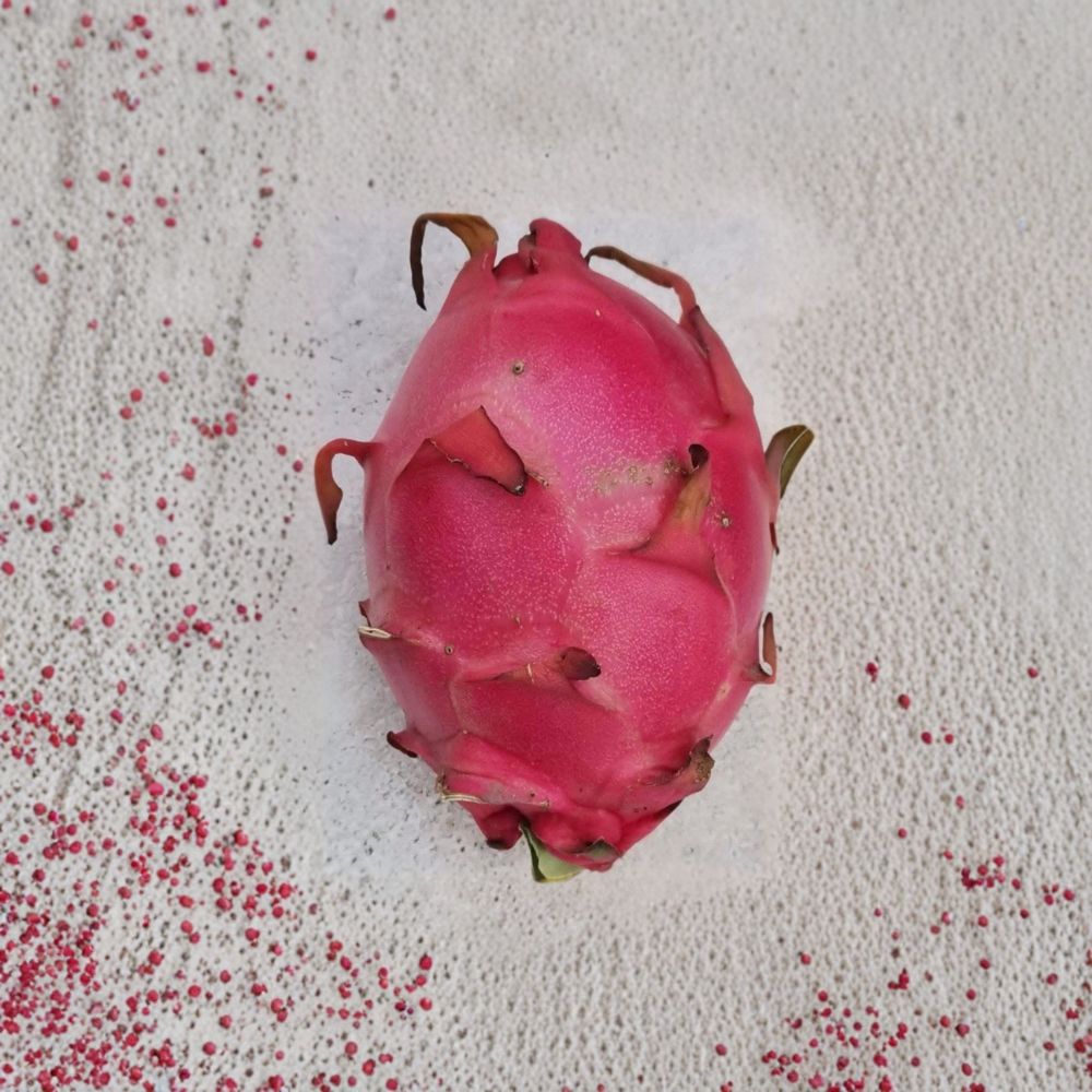 Royal Red Dragon Fruit Cutting 8–12 Inch | Hylocereus Pitaya Plant | Red Flesh Fruit Cactus | Tropical Fruit Starter | No Pot
