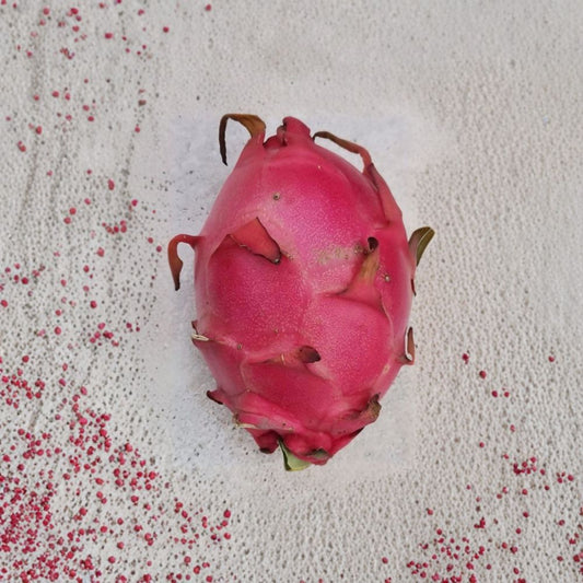 Royal Red Dragon Fruit Cutting 8–12 Inch | Hylocereus Pitaya Plant | Red Flesh Fruit Cactus | Tropical Fruit Starter | No Pot