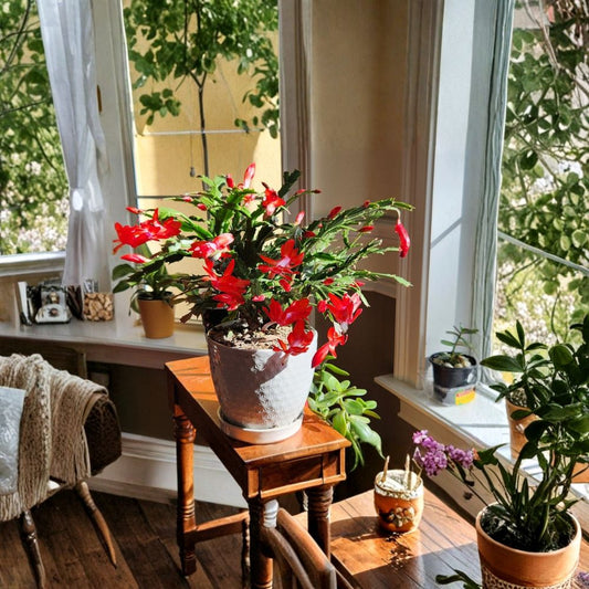 Christmas Cactus Cuttings – 4 Orange Bloom Schlumbergera | Fresh Cuttings | Easy Care Holiday Succulent | Indoor Flowering Plant