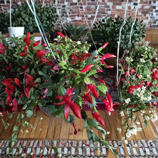 Christmas Cactus Cuttings – 4 Pack Red Schlumbergera | 2–3 Segment Pieces | Holiday Bloom Succulent Plant