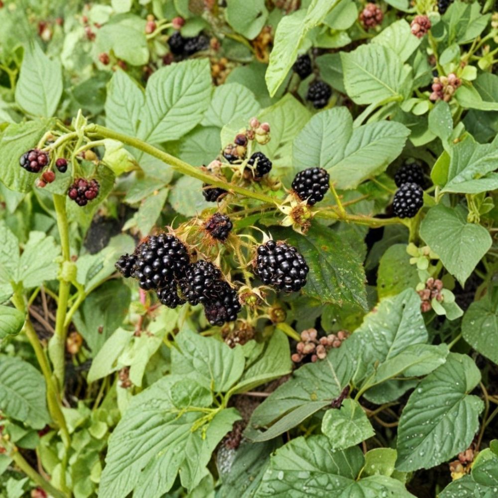 Darrow Thorned Blackberry Plants – Set of 10 Starter Plugs | 3–6 Inches Tall | Bare Root Rubus fruticosus | Cold Hardy Berry Bush