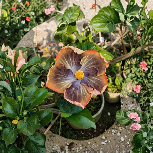 Black Pearl Hibiscus Cuttings – Rare Hibiscus Live Unrooted | Set of 2 | 4–8 Inch Cuttings | Dark Purple Tropical Flower
