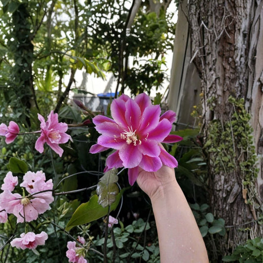 Epiphyllum Orchid Cactus Cuttings – 2 Purple Flower Cuttings | Night Blooming Cactus | Tropical Epiphyllum | Easy Indoor Plant