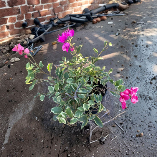Blueberry Ice Bougainvillea – Bougainvillea spp. Live Variegated Plant | 4–8 Inches Tall | Ships in 1 Gallon Pot  Purple Bracts | Variegated Foliage | Sun-Loving Tropical