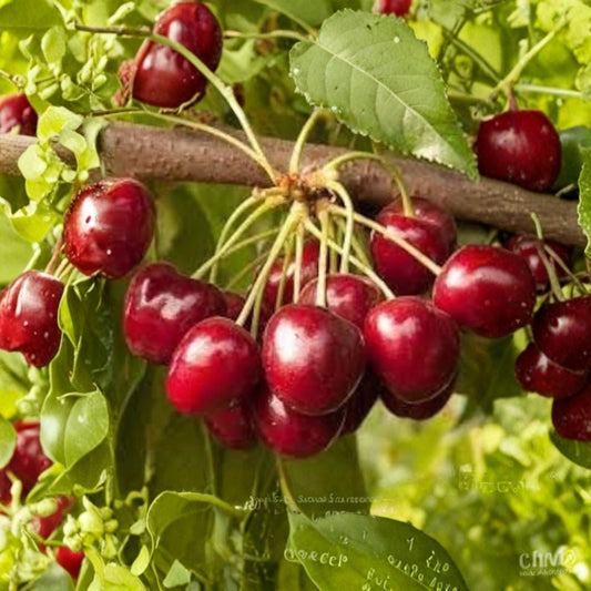 Cherry ‘Royal Crimson’ – Prunus avium Live Grafted Tree | 3–4 Feet Tall | Shipped in 3 Gallon Pot  Low Chill Sweet Cherry | Self-Fruitful Variety | Early May Harvest