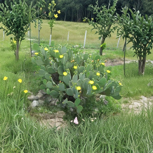 Spineless Prickly Pear Cuttings – Opuntia cacanapa ‘Ellisiana’ | 2 Pads Live Cactus | Hardy Cold-Tolerant Nopales Plant | Easy to Grow