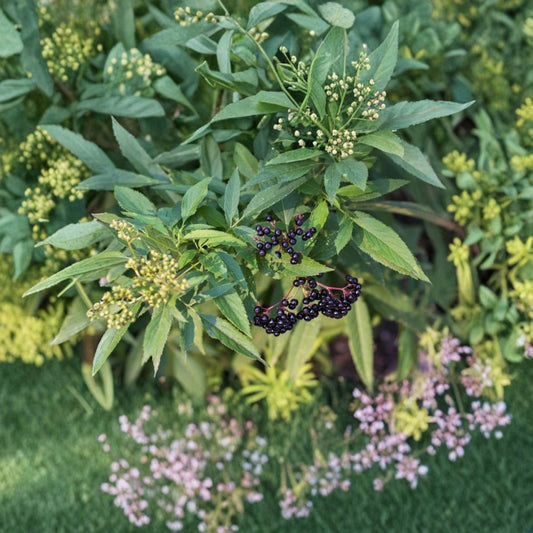 Elderberry Cuttings Set of 6 | Sambucus Canadensis Native Plant | Edible Berry Shrub | Wildflower Fruit Plant | No Pot