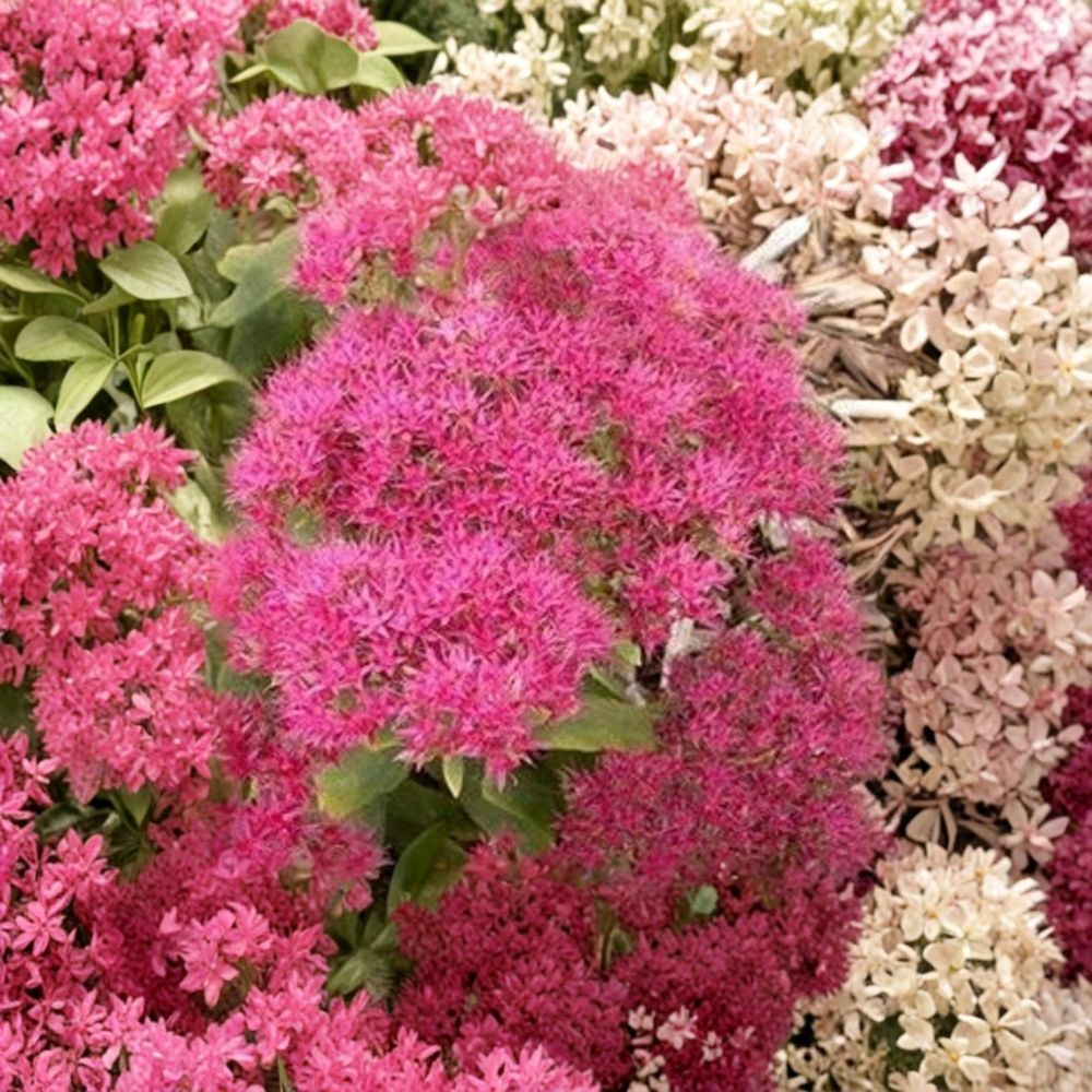 Sedum Neon Live Plants Set of 4 | Vibrant Hardy Succulent | Ground Cover Plant | Drought Tolerant | Easy Care