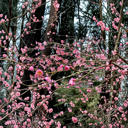 Japanese Ume Plum Cuttings – 2 Fresh Prunus mume Cuttings | Fragrant Winter Bloom Tree | Edible Fruit Plant | Rare Garden Tree