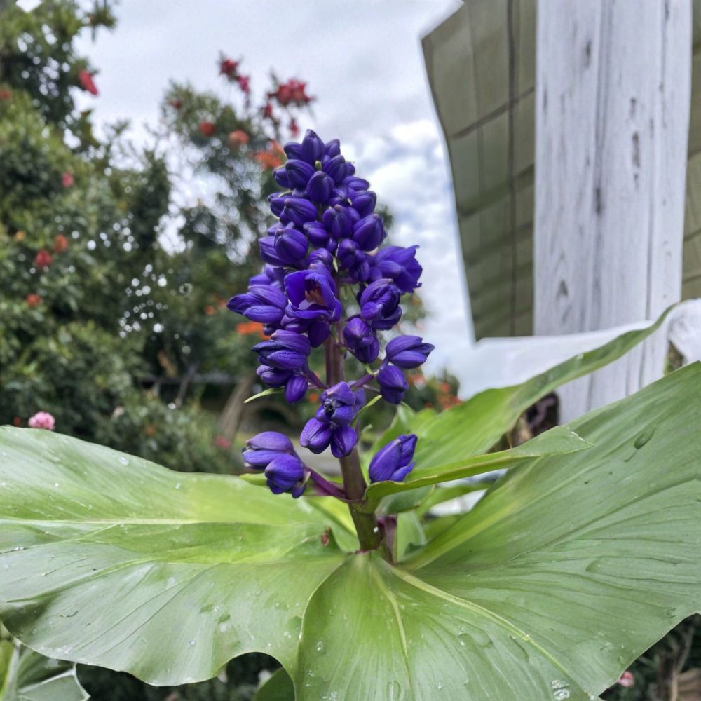Blue Ginger Plant – 8 Cuttings 7–10 Inch | Dichorisandra Thyrsiflora | Tropical Flowering Plant | Hawaii Grown Starter