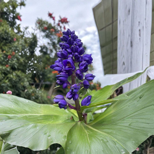 Blue Ginger Plant – 8 Cuttings 7–10 Inch | Dichorisandra Thyrsiflora | Tropical Flowering Plant | Hawaii Grown Starter