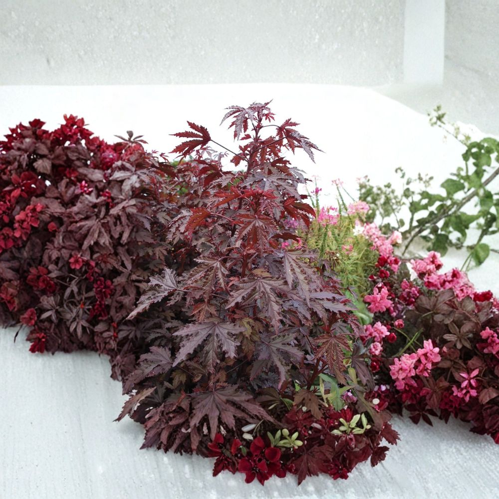 Hibiscus – Mahogany Splendor Live Seedlings | Set of 4 Plug Plants | Red Leaf Tropical Foliage | Patio & Garden Ready | Easy to Grow