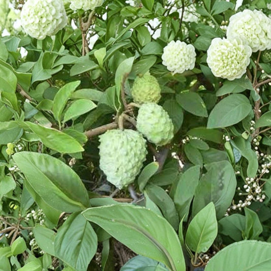AP Atemoya Fruit Tree – Annona atemoya ‘AP’ Live Fruit Tree | 2–3 Feet Tall | Shipped in 3 Gallon Pot  Sweet Custard Fruit | Tropical Hybrid | Backyard Orchard Ready