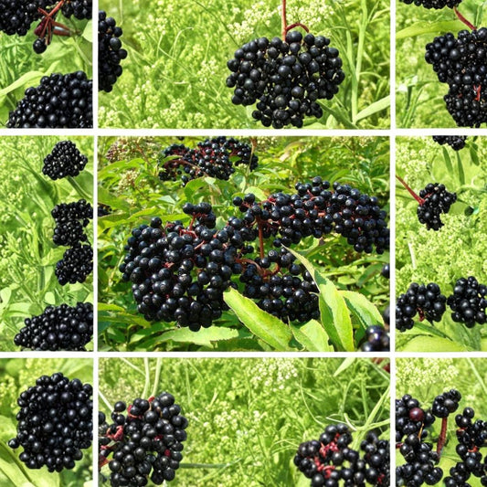 Adams Elderberry Cuttings – 7 Pack | Sambucus Canadensis | Native Black Fruit Berry Plant | Medicinal Garden Starter