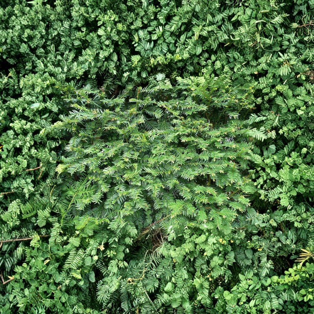 Dark Green Spreader Yew Cuttings Set of 12+ | Taxus Evergreen Shrub | Hardy Hedge Plant | Easy to Grow Privacy Plant | No Pot