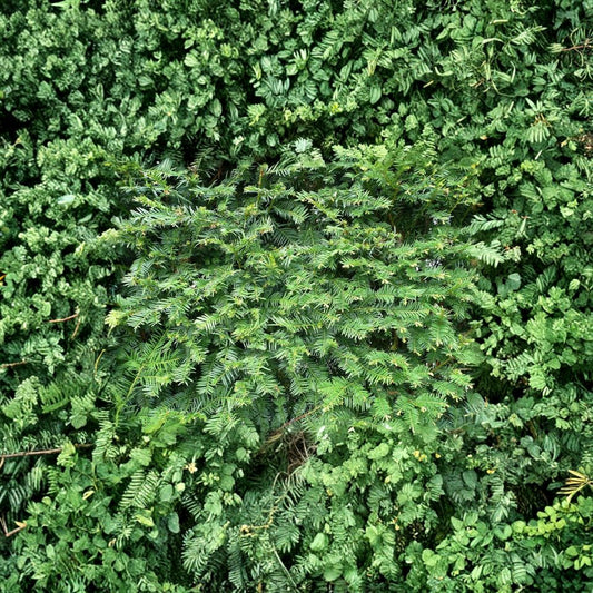 Dark Green Spreader Yew Cuttings Set of 12+ | Taxus Evergreen Shrub | Hardy Hedge Plant | Easy to Grow Privacy Plant | No Pot