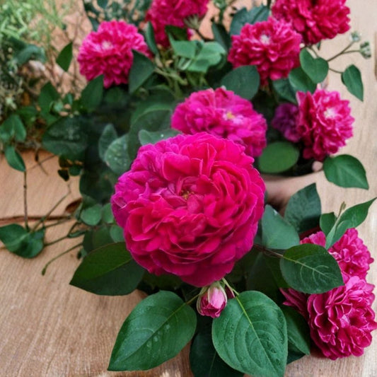 Damask Rose Cuttings – Rosa damascena 10 Pack | Fragrant Heirloom Rose | Perfume & Essential Oil Variety