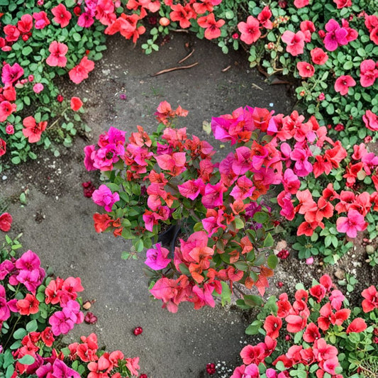 Red Bougainvillea ‘Temple Fire’ – Bougainvillea Live Flowering Vine | 1 Foot Tall | Shipped in 1 Gallon Pot  Bronze-Red Bracts | Tropical Climbing Plant | Vibrant Garden Color