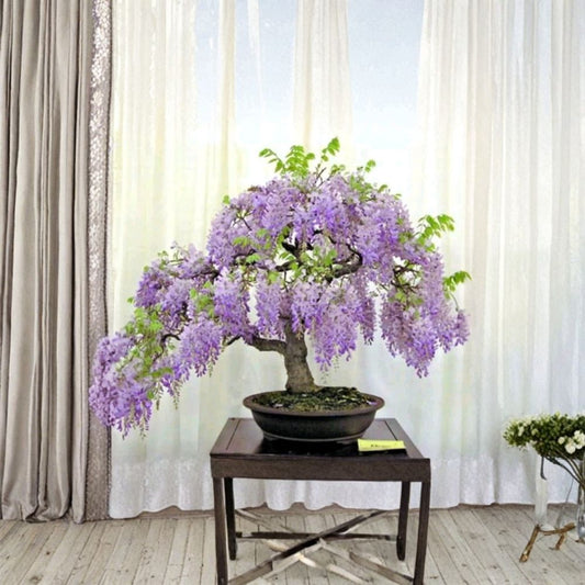Blue Moon Wisteria Cuttings Set of 3 | Wisteria Macrostachya Vine | Cold Hardy Climbing Plant | Fragrant Flowering Vine | No Pot