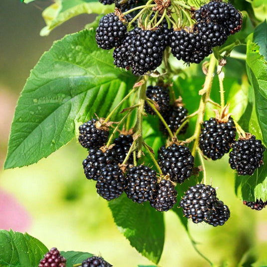 Wild Organic Blackberry Cuttings – 6 + 1 Free Unrooted Cuttings | 6–8 Inch Fresh Cuttings | Easy to Grow Berry Plant Starter