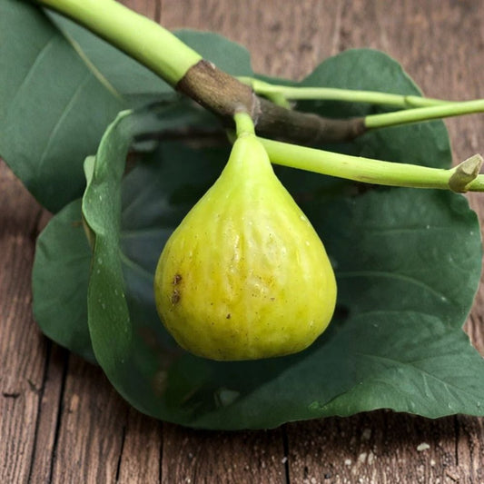 Brooklyn White Fig Cutting – Ficus carica Live Unrooted | 8+ Inch Cutting | 3+ Nodes | Sweet White Fig Tree | Easy to Grow