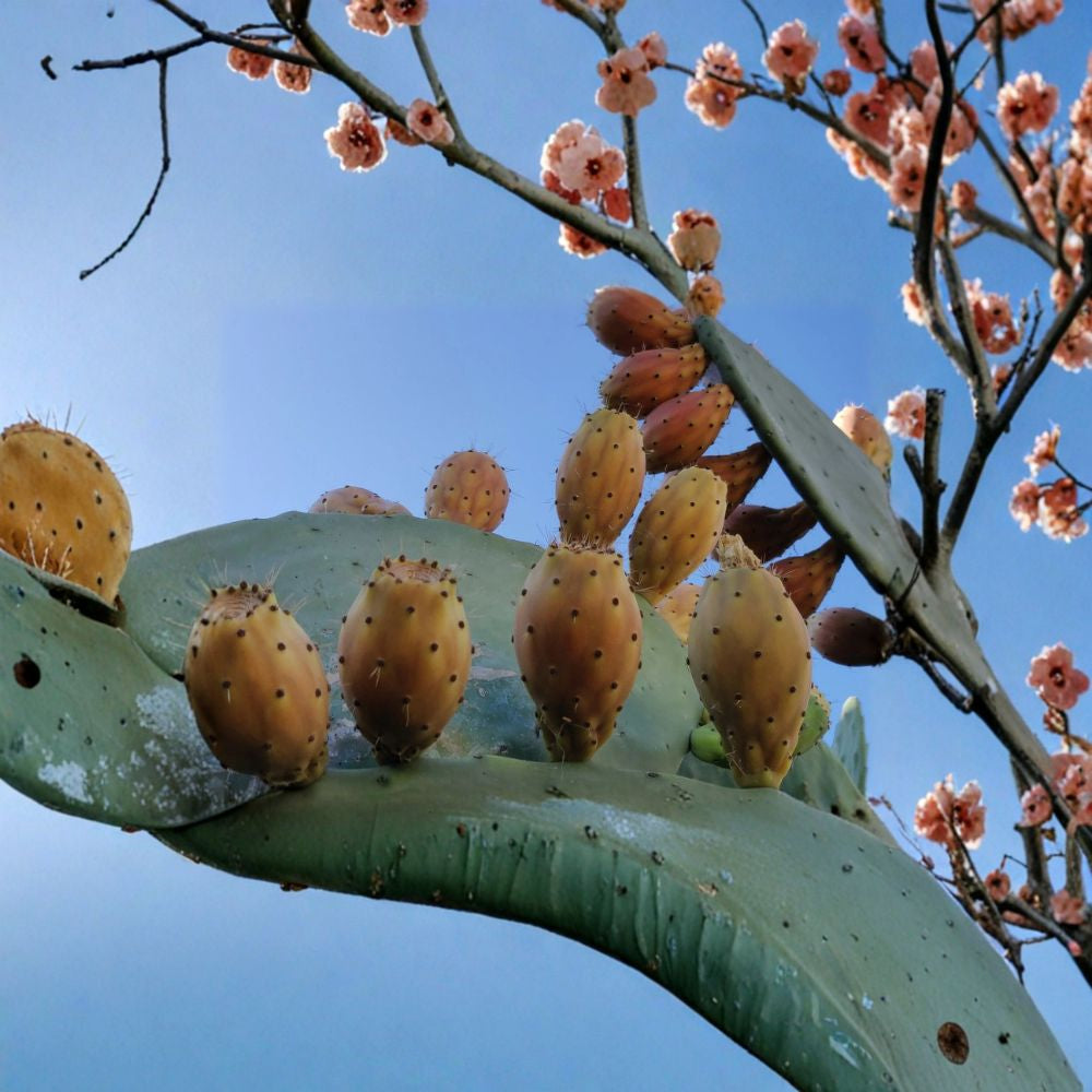 Opuntia Prickly Pear – Tuna Sabra Cactus 100 Organic Seeds | Yellow Fruit Variety | Fresh Harvest  Edible Nopal Plant | Desert Garden Cactus | Drought Tolerant