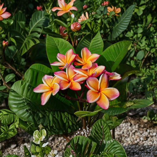 Penang Peach Plumeria Cutting – Orange Frangipani Mid-Cut | Tropical Flowering Plant | 12 Inch Unrooted Cutting | Rare Plumeria Variety