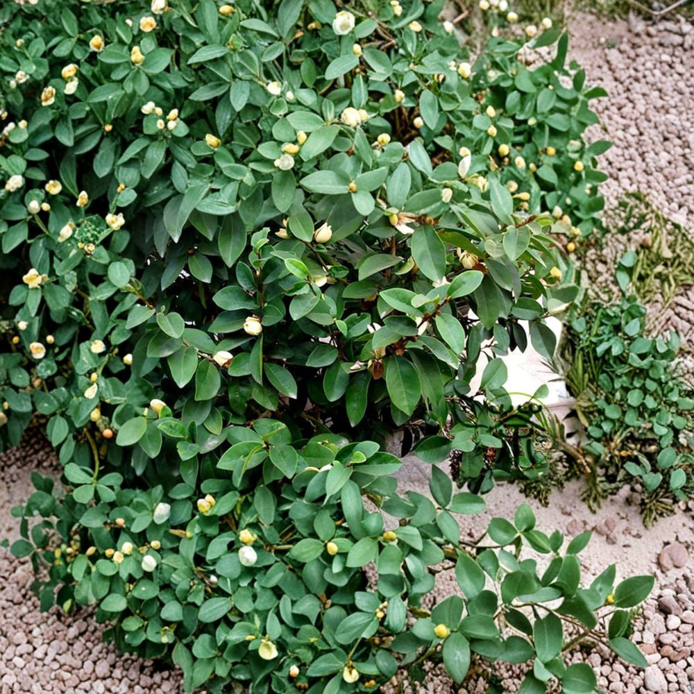 Banana Shrub – Michelia figo (Magnolia figo) Live Fragrant Shrub | 6 Inches to 1 Foot Tall | Shipped in 1 Gallon Pot  Banana-Scented Flowers | Evergreen Magnolia Relative | Year-Round Blooms