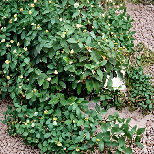 Banana Shrub – Michelia figo (Magnolia figo) Live Fragrant Shrub | 6 Inches to 1 Foot Tall | Shipped in 1 Gallon Pot  Banana-Scented Flowers | Evergreen Magnolia Relative | Year-Round Blooms