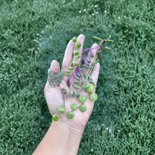 String Succulent Cuttings Set – 5 Variety Pack | String of Pearls, Hearts, Turtles, Dolphins, Ruby | 3 Inch Unrooted Cuttings | Rare Trailing Plants