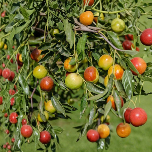 Honey Jar Jujube – Ziziphus jujuba Grafted Live Tree | 3 Feet Tall | Ships in 1 Gallon Pot  Extremely Sweet Fruit | Crisp Apple-Like Texture | Cold Hardy Tree
