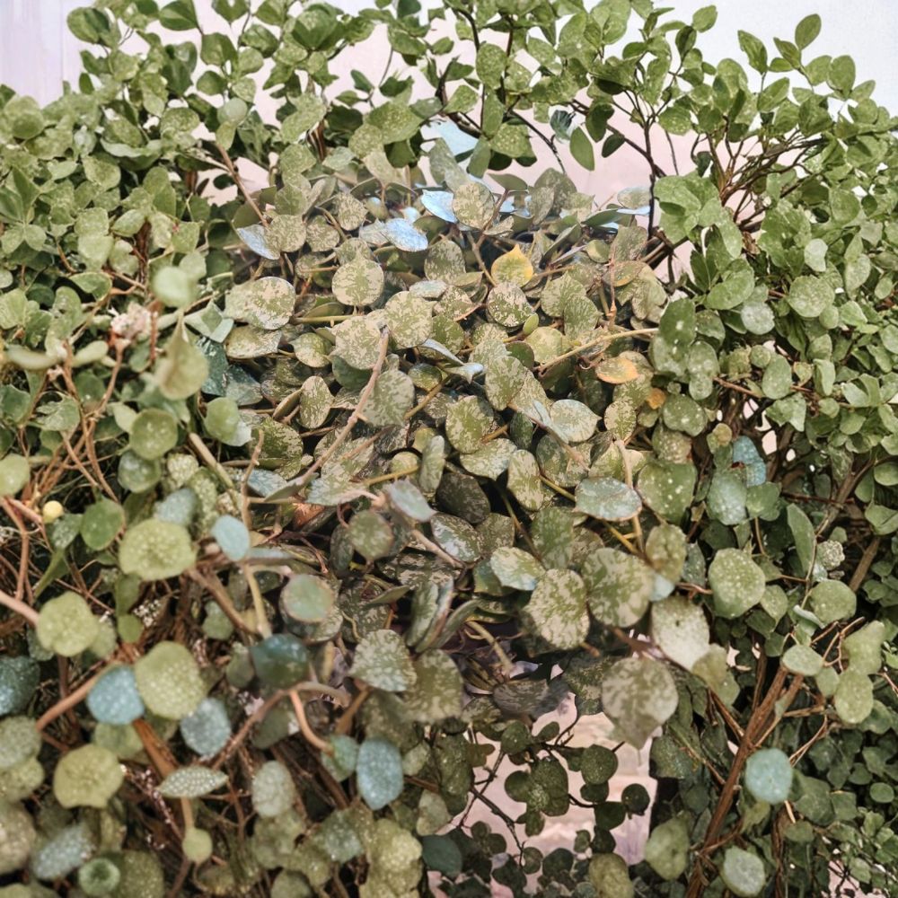 Hoya Curtisii Cutting – Wax Plant Live Unrooted | 6 Inch Fresh Cutting | Rare Trailing Houseplant | Easy to Propagate