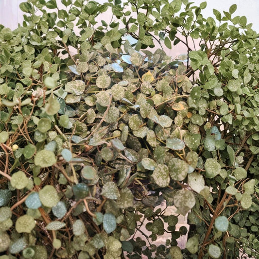 Hoya Curtisii Cutting – Wax Plant Live Unrooted | 6 Inch Fresh Cutting | Rare Trailing Houseplant | Easy to Propagate
