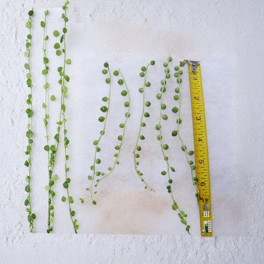 String of Pearls Cuttings Set of 5 | Senecio Rowleyanus Succulent | Trailing Bead Plant | Hanging Succulent | Easy Propagation | No Pot