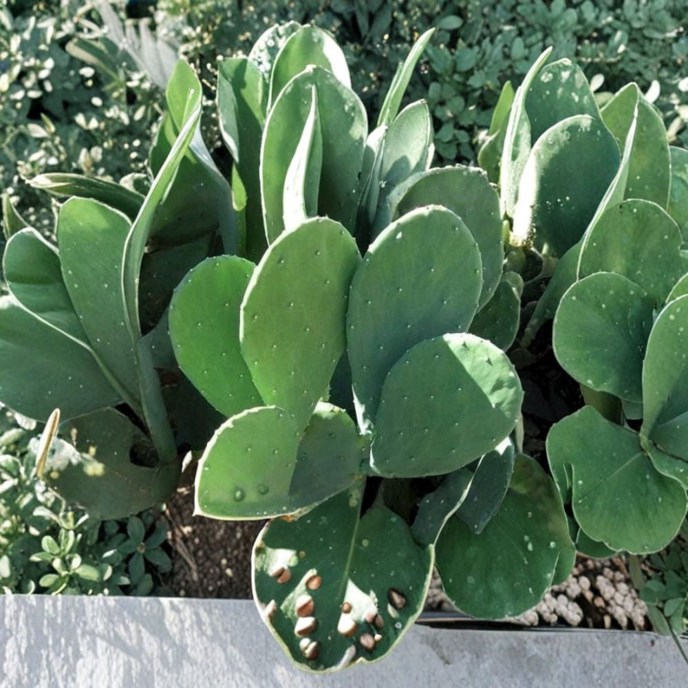 Spineless Prickly Pear – Edible Nopales 3 Live Pad Cuttings | Thornless Opuntia | Ready to Plant  Edible Cactus Plant | Easy to Grow | Drought Tolerant