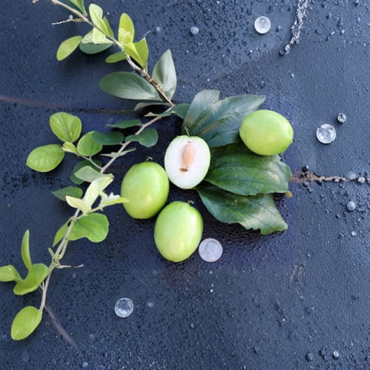Thai Jujube – Ziziphus mauritiana Grafted Live Tree | 2–3 Feet Tall | Ships in 3 Gallon Pot  Sweet Apple-Like Fruit | Prolific Producer | Tropical Fruit Tree