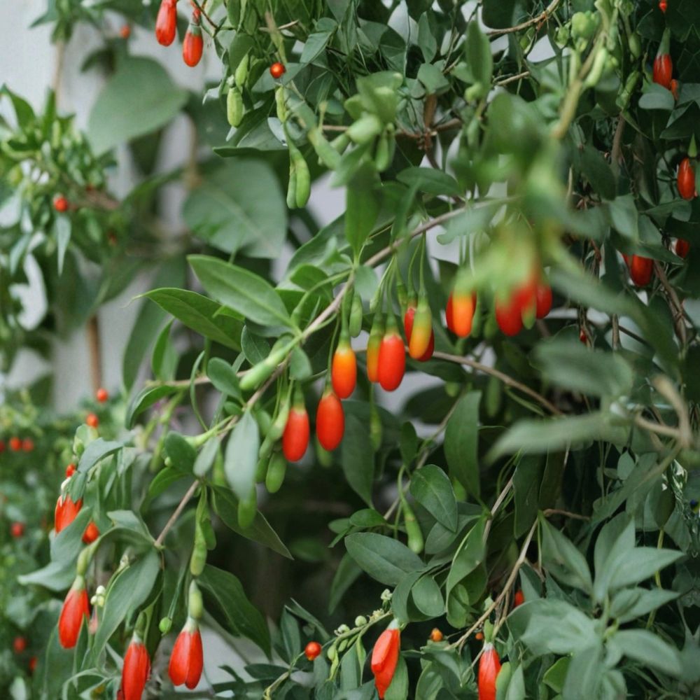 Goji Berry Plant – Lycium barbarum Live Potted Cutting | Ready to Plant | Edible Superfruit | Hardy Garden Plant