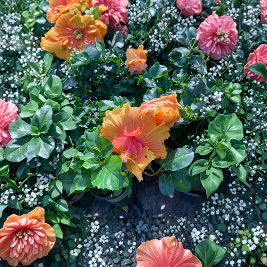 Hibiscus ‘The Path’ – Hibiscus rosa-sinensis Live Tropical Flowering Plant | 1 Foot Tall | Shipped in 6 Inch Pot  Buttercup Yellow Blooms | Bright Pink Center | Patio & Garden Showpiece