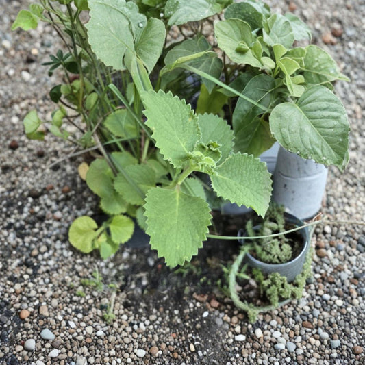 Cuban Oregano Cuttings – Plectranthus amboinicus Live Cuttings | 2 Pack | Mexican Mint Spanish Thyme Herb | Edible Aromatic Plant | Easy to Grow