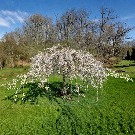 Dwarf Weeping Cherry Cuttings – 5 Pack 6–8 Inch | Ornamental Flowering Tree | Unrooted Prunus Starter